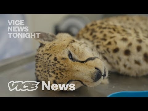 Combating Global Animal Extinction with Clones and Frozen Sperm
