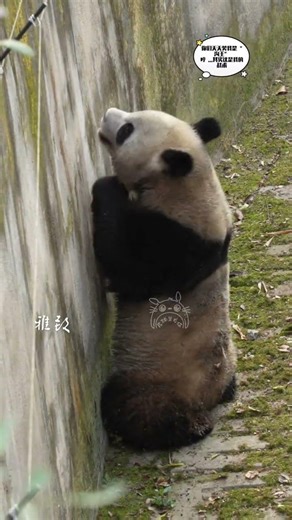 Unveiling the Elegance: A Black Giant Panda Showdown