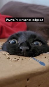 4.1K views · 35K reactions | Pov: You're introverted and go out  . . . #cats #cat #catsofinstagram #memes #funnycats #blackcatsofinstagram #catstagram #middleearth #introvert #lordoftherings #jrrtolkien #fblifestyle #blackcatsofig #instacat #kitty #catoftheday #gato #adoptdontshop #catlover #sadcat #gatos #instacats #meme #catto #blackcats #caturday #meow #cat_features #blackcatsrule #pet | Confucius.ninja.kitten | Facebook