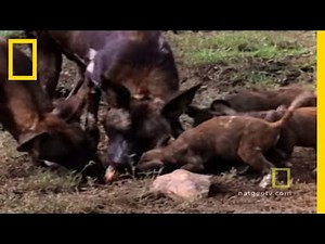 Ravenous Raven | National Geographic