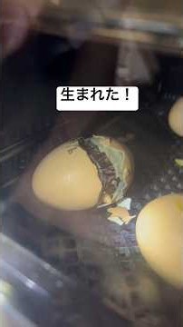 【鶏の卵】烏骨鶏と軍鶏#ひよこ #孵化 #烏骨鶏 #軍鶏