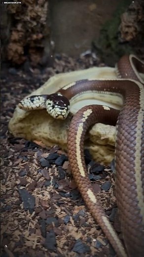 "This Two-Headed Snake Will Shock You | Rare Bicephalic Mutation Explained!"