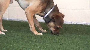 61 reactions · 210 shares | This is a new longer Video of this little...