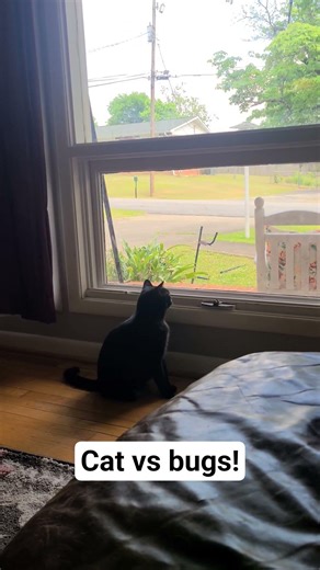 👉 SQUEAKY vs BUGS… She’s LOSING 😳🐾
