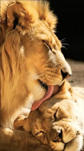 Old Lions in Love 😍 | The Heart of the Jungle 🦁❤️ | True Wild Romance