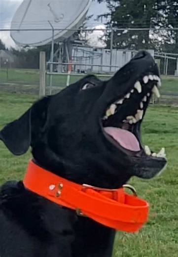 Top 3 Service Dog Breeds