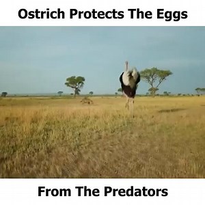 727K views · 2.5K reactions | Ostrich said : You should never touch my egg | Wild Animals TV | Facebook
