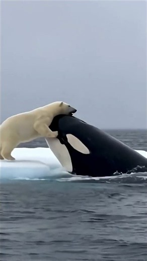 Polar Bear vs Killer Whale: Who Wins in the Ocean? 😱❄️