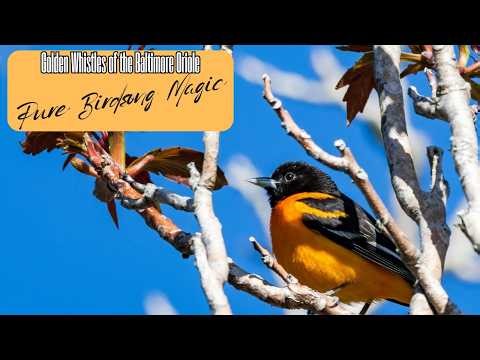 Golden Whistles of the Baltimore Oriole | Pure Birdsong Magic
