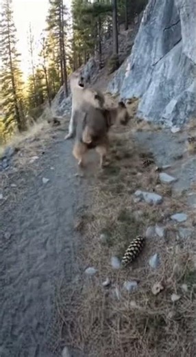 Caught on GoPro: Mountain Lion Attacks Dog on Hiking Trail 😳🐾