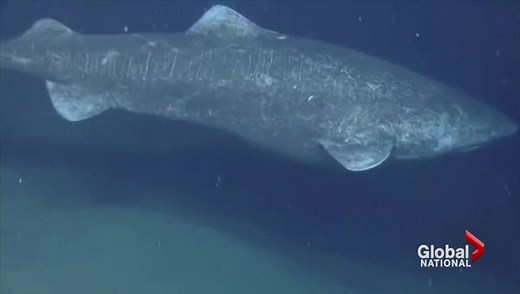 400-year-old Greenland shark stakes claim to longest-living back-boned species on earth