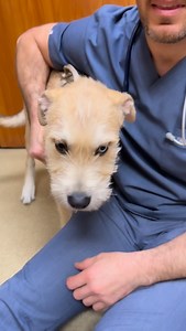 18K views · 615 reactions | ❓: What dog breeds made this cute puppy⁉️ This 6 month boy has some growing to do too @conejovet | Dr. Evan Antin | Facebook