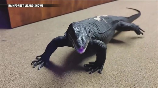 Reptile organization raises money for new habitat for Goose the lizard, says it will include 24/7 livestream - Boston News, Weather, Sports | WHDH 7News