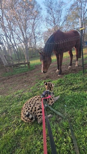 Pouncer and his horse Star are INSEPARABLE!