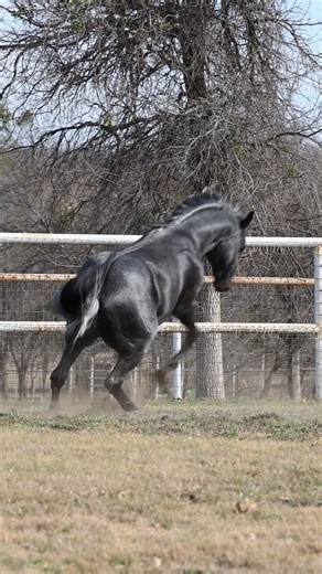 SDP Buffalo Ranch on Instagram: "Breeding season is just around the corner, so the Boys of Buffalo are making their way out of the barn to introduce themselves! Lil Spoon was first in line, we will let him take it from here! For more information on our stallions, visit our website or contact us with your questions! #lilspoon | #theboysofbuffalo | #sdpbuffaloranch | #sdpbreedersbonus"