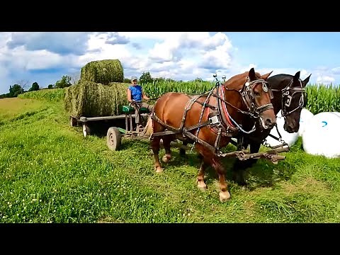 DRAFT HORSES: Raking Hay, Hauling Round Bales, & BREE'S TRAINING SESSION #517