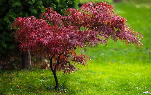 Maladies de l'érable du Japon - Gamm vert