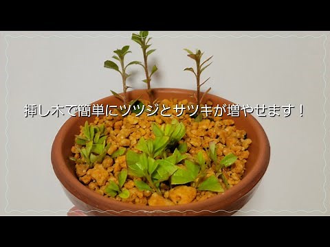 Learn how to easily increase azalea and satsuki by cuttings Bonsai