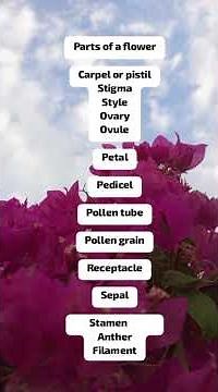 Parts of a flower.