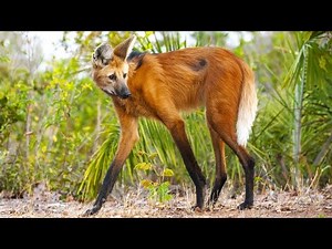 🦊 MANED WOLF ─ A Weird-Looking Wolf on Stilts 🦊
