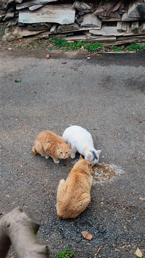 존심이 밥먹여주냐옹???드뎌!!!#시골도공네 #도연가마 #동네냥이