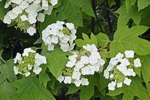 Oakleaf Hydrangea | Petitti Garden Centers