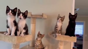 4K views · 22 reactions | Marion County Animal Services on Reels | Facebook