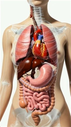 Inside the Female Body | Anatomy & Functions Explained #femalebody #anatomy #shorts