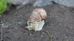 Front view of a snail crawling on the ground. A snail in a brown shell crawls on the ground