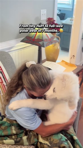 Transforming Great Pyrenees: From Puppy to Adult