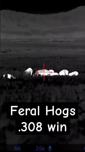 Hogs & 308 Bolt Action