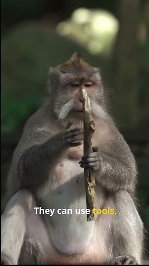 Learn About Monkeys 🐵 | Animal Facts For Kids