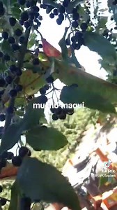 19K views · 492 reactions | "MAQUI" Te trae recuerdos el fruto de este árbol? El maqui (Aristotelia chilensis) es una especie endémica de los bosques subantárticos de Chile y Argentina. En nuestro país, se distribuye desde Coquimbo hasta Aysén, habitando preferentemente los suelos húmedos del valle central. Créditos/@.1975ruben | Soy del Campo Chile | Facebook