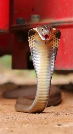 Deadly snake bite caught on camera watch this viral moment #snake #viral #wildlife
