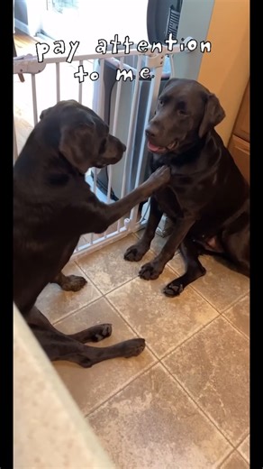 When your sister doesn’t give you any attention🐶🥺 #attentionplease #chocolatelab #chocolatelabsoftiktok #dogsoftiktok #sisters #labrador