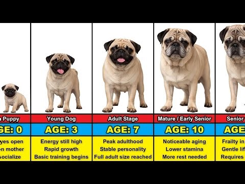 Pug Transformation From 0 to 15 Years Old
