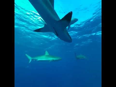 RELAX & EXPLORE The Ocean in VR! - Oculus Quest 2/Meta Quest 2 {360º Experience}