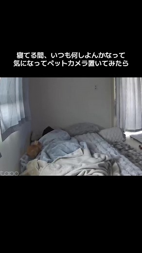 可愛いすぎるうさぎ、ペットカメラの秘密