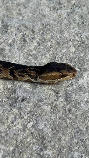 Absolutely stunning cottonmouth! #snakes #animals #reptiles