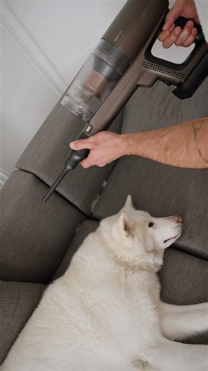 Jak ogarnąć dom pełen sierści? 🐶✨ Z ELECTROLUX Absolute Hygienic 800 to proste!