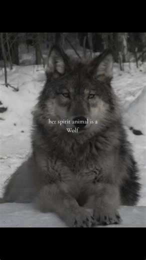 Wolf Spirit Animal Explained