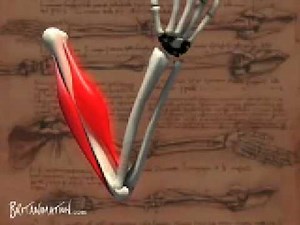 Arm Muscles - Britanimation