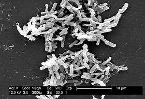 Sugar Additive Linked to Bacterial Epidemics | Microbiology
