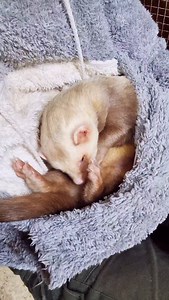 Nothing better than a clean and a snuggle after a hearty evening meal 🥰. my chunky boy ferret Bean thinks so. | Kingsdown Ferrets