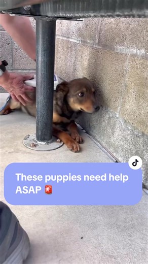 Gorgeous 4 month old shepherd mixes sitting at Devore animal shelter for over a month!!! That is way too long ‼️ They are at risk for catching major illnesses. And the longer they sit in a shelter with no human interaction the more likely they will be shut down and fearful. Let's save these babies before it's too late 🚨💔❤️‍🩹