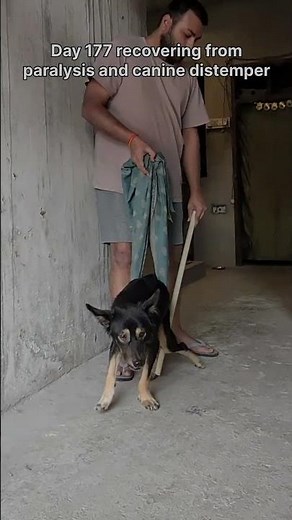 Day 177 recovering from paralysis and canine distemper