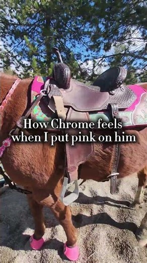 Look Im a girl hehe #rideforrosey #equine #horse #barrelracing #western #fyp #country #cowgirl