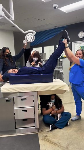 Professional Vet Tech Services for Your Pet's Urgent Care Needs