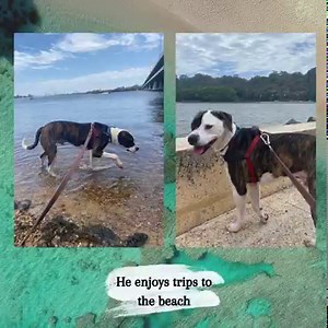 Apply to adopt Billy here: https://www.k9dogrescue.org.au/adoption-questionnaire/ | K9 Rescue Group