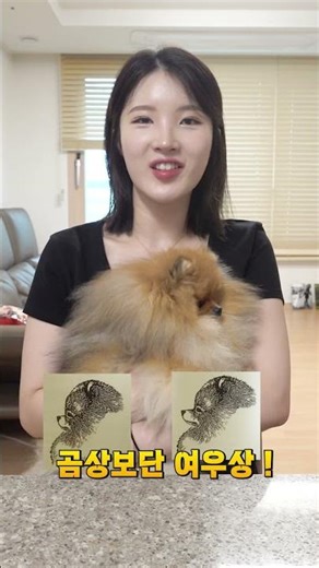 포메라니안 곰상? 여우상? 뭐가 맞을까?